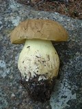 Boletus huronensis image