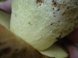 Boletus huronensis image