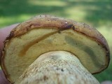 Boletus huronensis image
