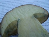 Boletus huronensis image