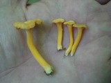 Cantharellus ignicolor image