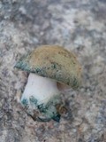 Gyroporus cyanescens image