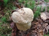 Gyroporus cyanescens image