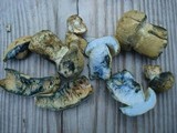 Gyroporus cyanescens image