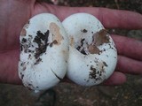 Lactarius subvellereus image