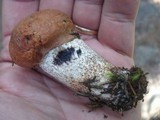 Leccinum aurantiacum image