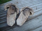 Leccinum aurantiacum image
