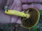 Pulveroboletus ravenelii image