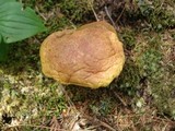 Pulveroboletus ravenelii image