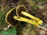 Pulveroboletus ravenelii image