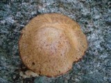 Suillus subaureus image
