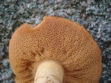 Suillus subaureus image