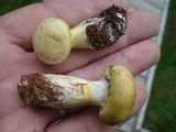 Cortinarius flavifolius image