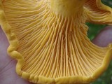 Cantharellus enelensis image
