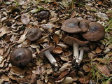 Entoloma ferruginans image