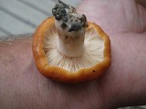 Lactarius proximellus image