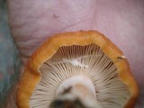 Lactarius proximellus image