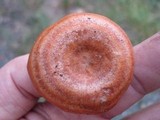 Lactarius proximellus image
