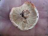 Russula dissimulans image