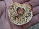 Russula dissimulans image