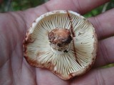 Russula dissimulans image