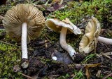 Inocybe rimosa image