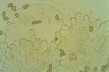 Inocybe rimosa image