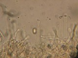 Hebeloma candidipes image