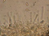 Hebeloma candidipes image