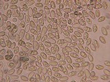 Hebeloma candidipes image