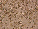 Hebeloma candidipes image