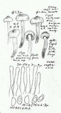 Hebeloma candidipes image