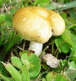 Stropharia coronilla image