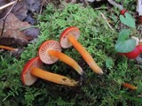 Hygrocybe miniata image