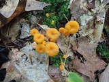 Cantharellus ignicolor image