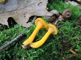 Cantharellus ignicolor image
