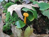 Cantharellus ignicolor image