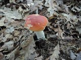 Boletus chippewaensis image