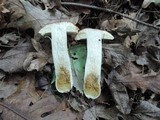 Boletus chippewaensis image