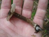 Lactarius lignyotus var. canadensis image