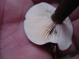 Lactarius lignyotus var. canadensis image