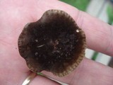 Lactarius lignyotus var. canadensis image