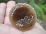 Lactarius mucidus image