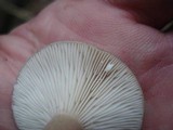 Lactarius mucidus var. fuscogriseus image