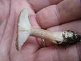 Lactarius mucidus image