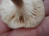 Lactarius mucidus var. fuscogriseus image