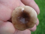 Lactarius mucidus image