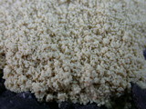 Fuligo septica image