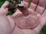 Lactarius subpurpureus image