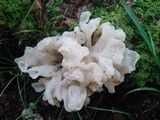 Sebacina sparassoidea image